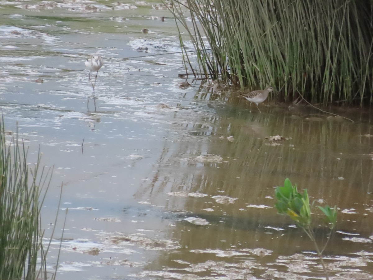 Wood Sandpiper - ML625391411