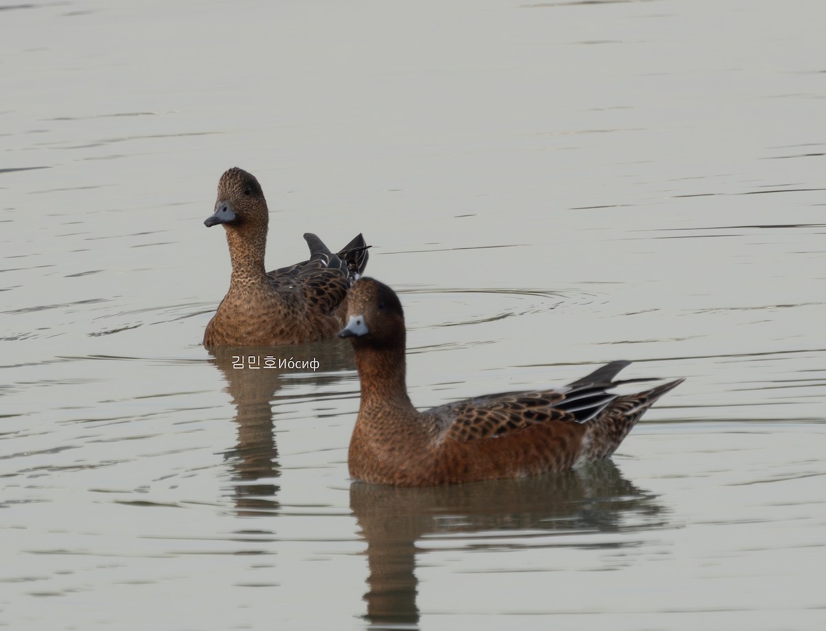 Eurasian Wigeon - ML625391426