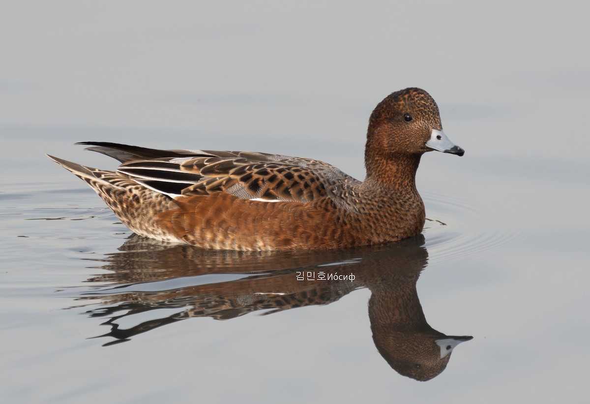 Eurasian Wigeon - ML625391427