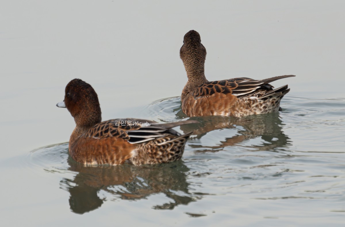 Eurasian Wigeon - Min-Ho Kim