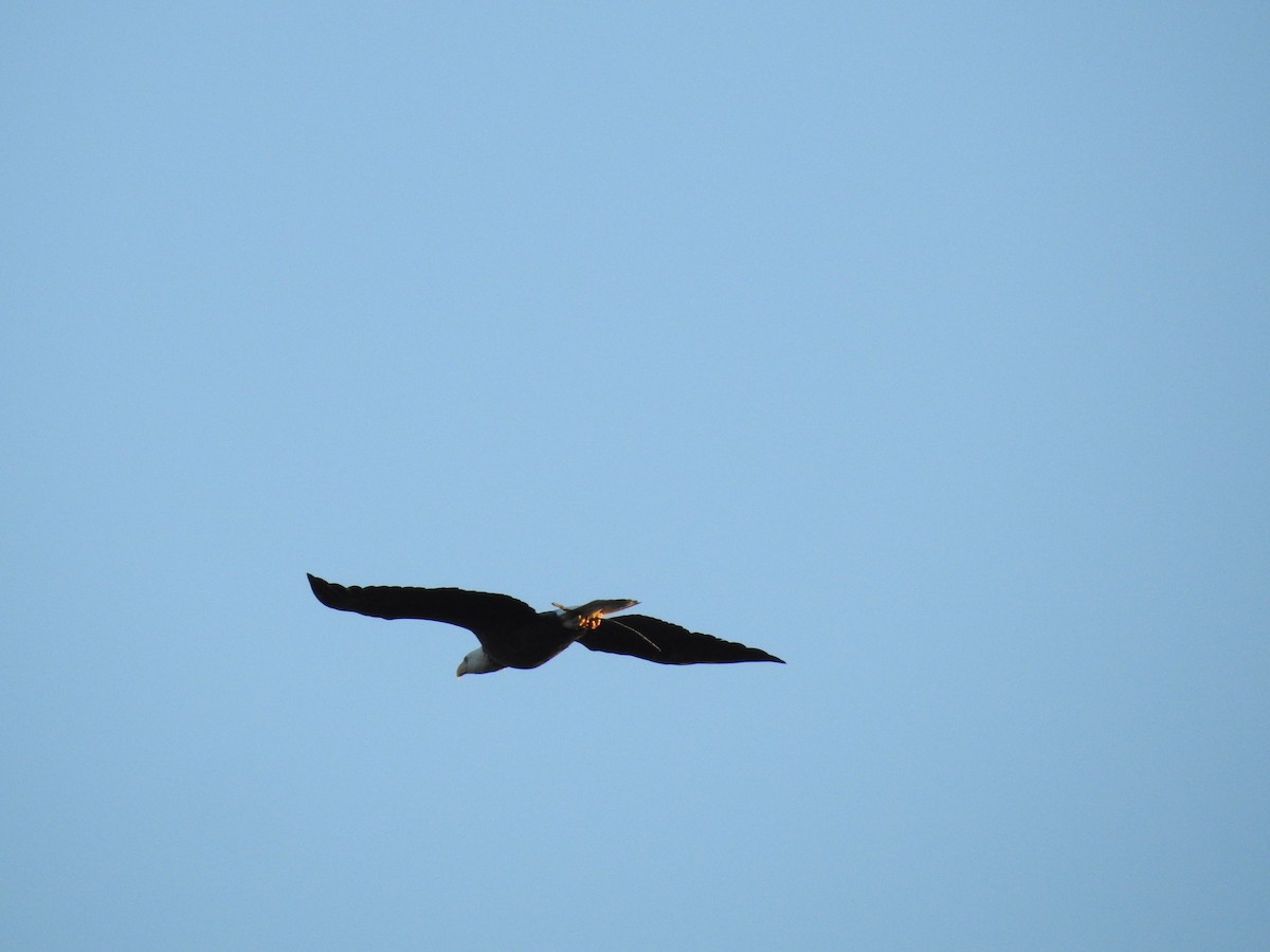 Bald Eagle - Laura Mae