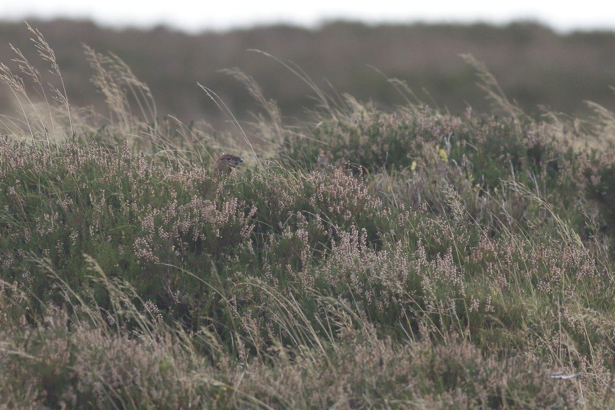 Willow Ptarmigan - ML625391479