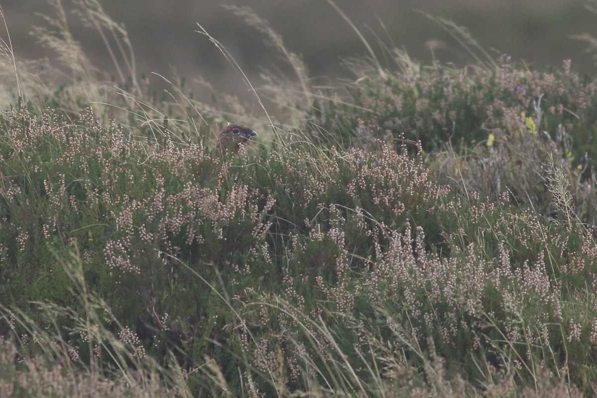 Willow Ptarmigan - ML625391480