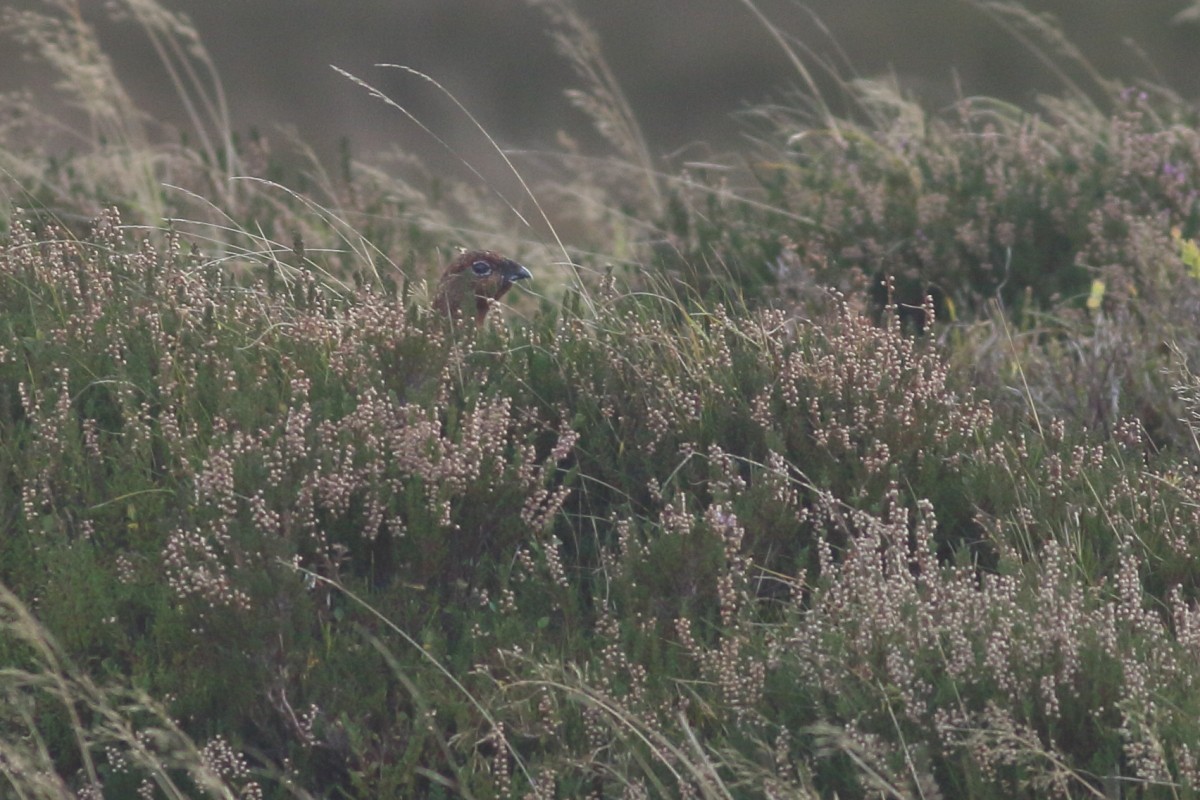 Willow Ptarmigan - ML625391481