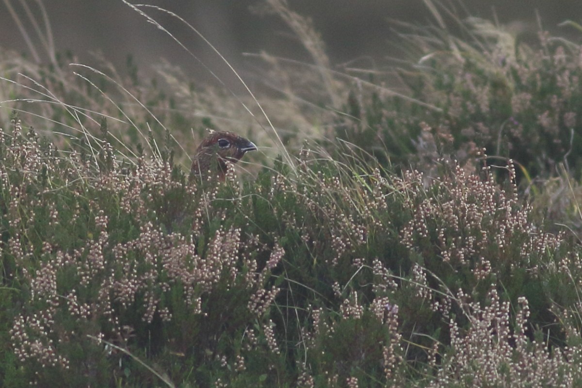 Willow Ptarmigan - ML625391482