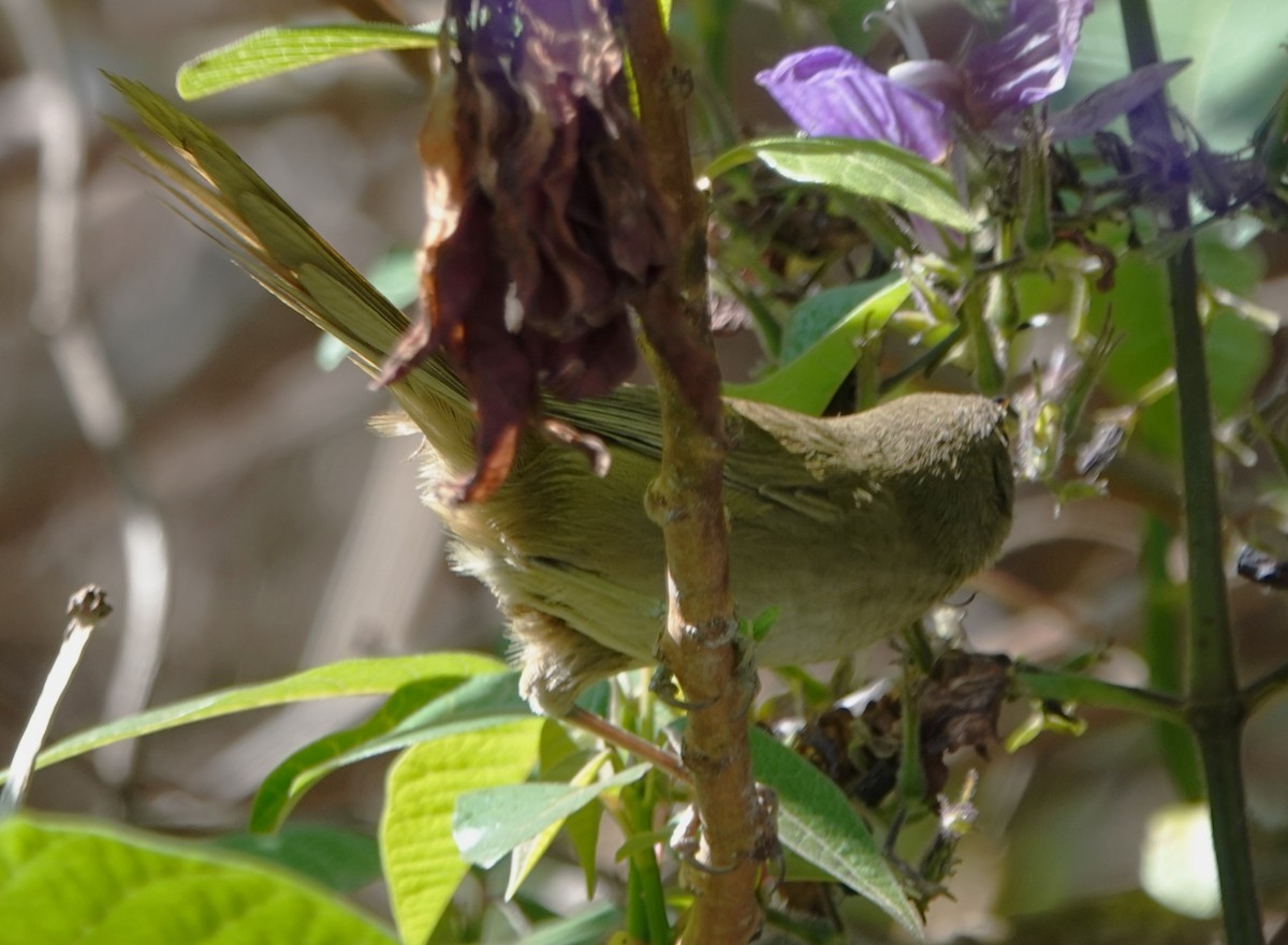 Malagasy Brush-Warbler (Malagasy) - ML625391547