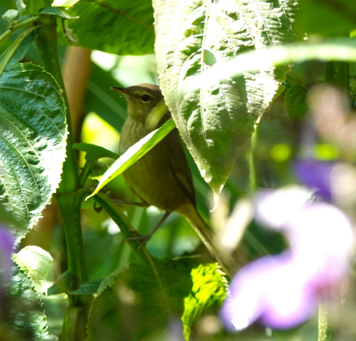 Malagasy Brush-Warbler (Malagasy) - ML625391548