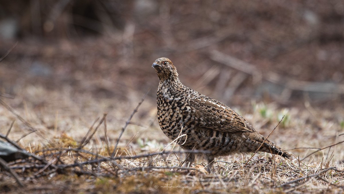Chinese Grouse - ML625391639