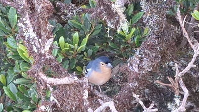 Canary Islands Chaffinch - ML625391681
