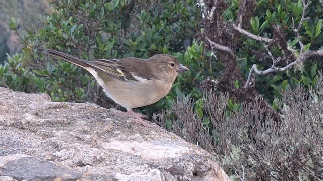 Canary Islands Chaffinch - ML625391684