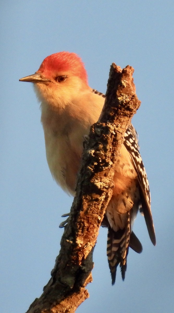 datel karolínský - ML625391697