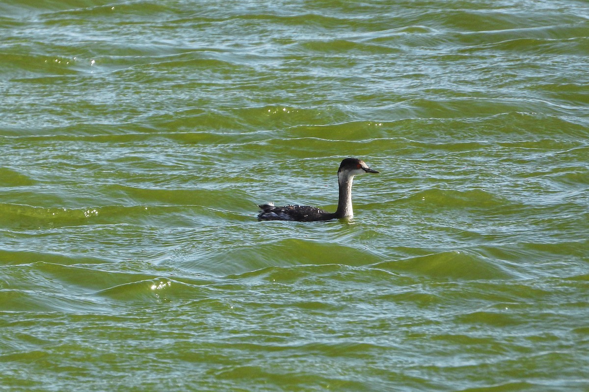 Eared Grebe - Dave  Tanner