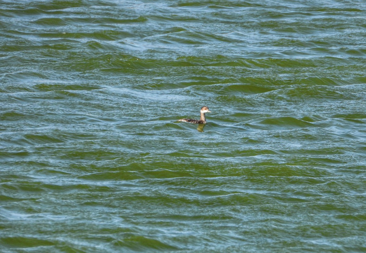 Eared Grebe - ML625391706