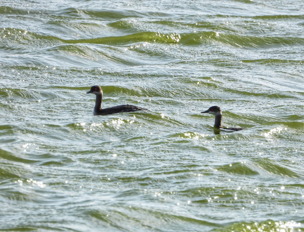 Eared Grebe - ML625391707