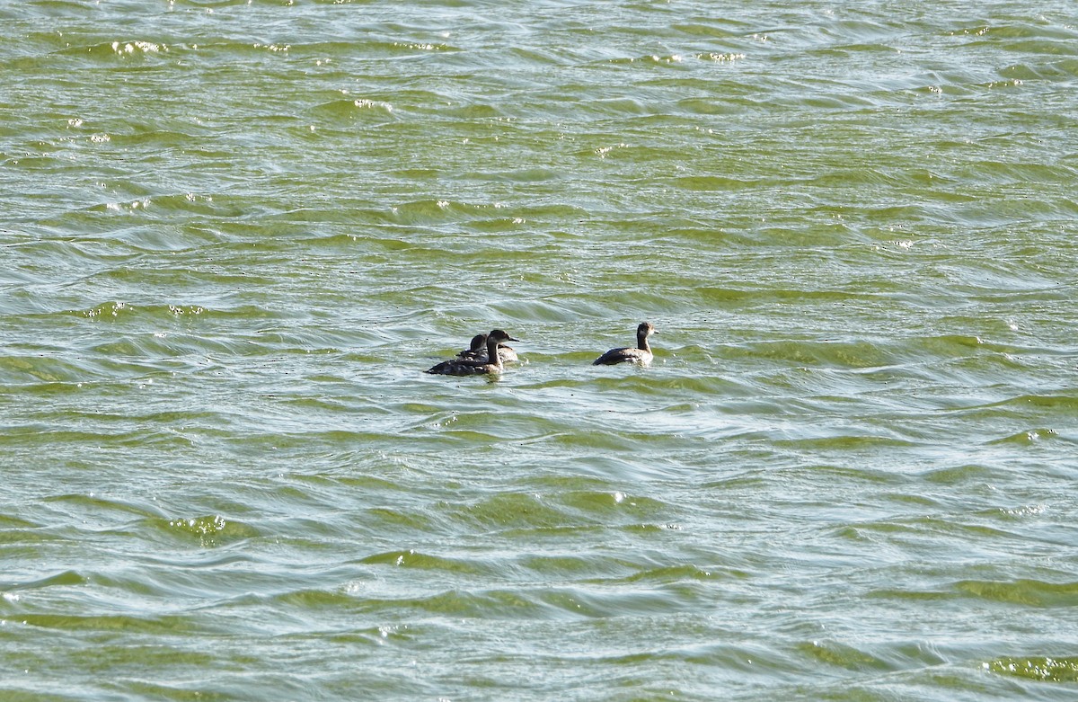 Eared Grebe - ML625391708