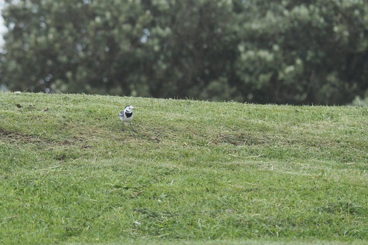 White Wagtail - ML625391754