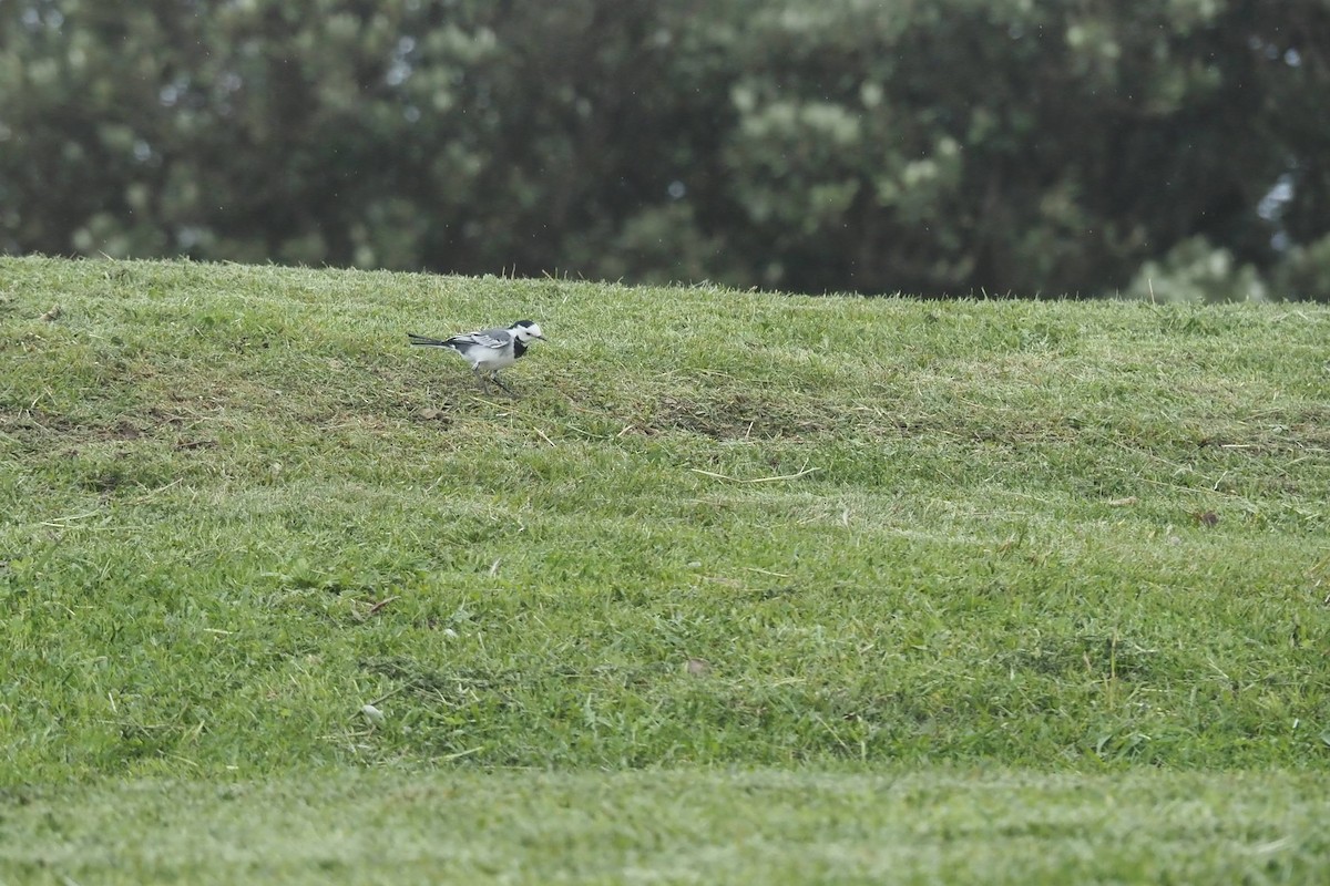 White Wagtail - ML625391755