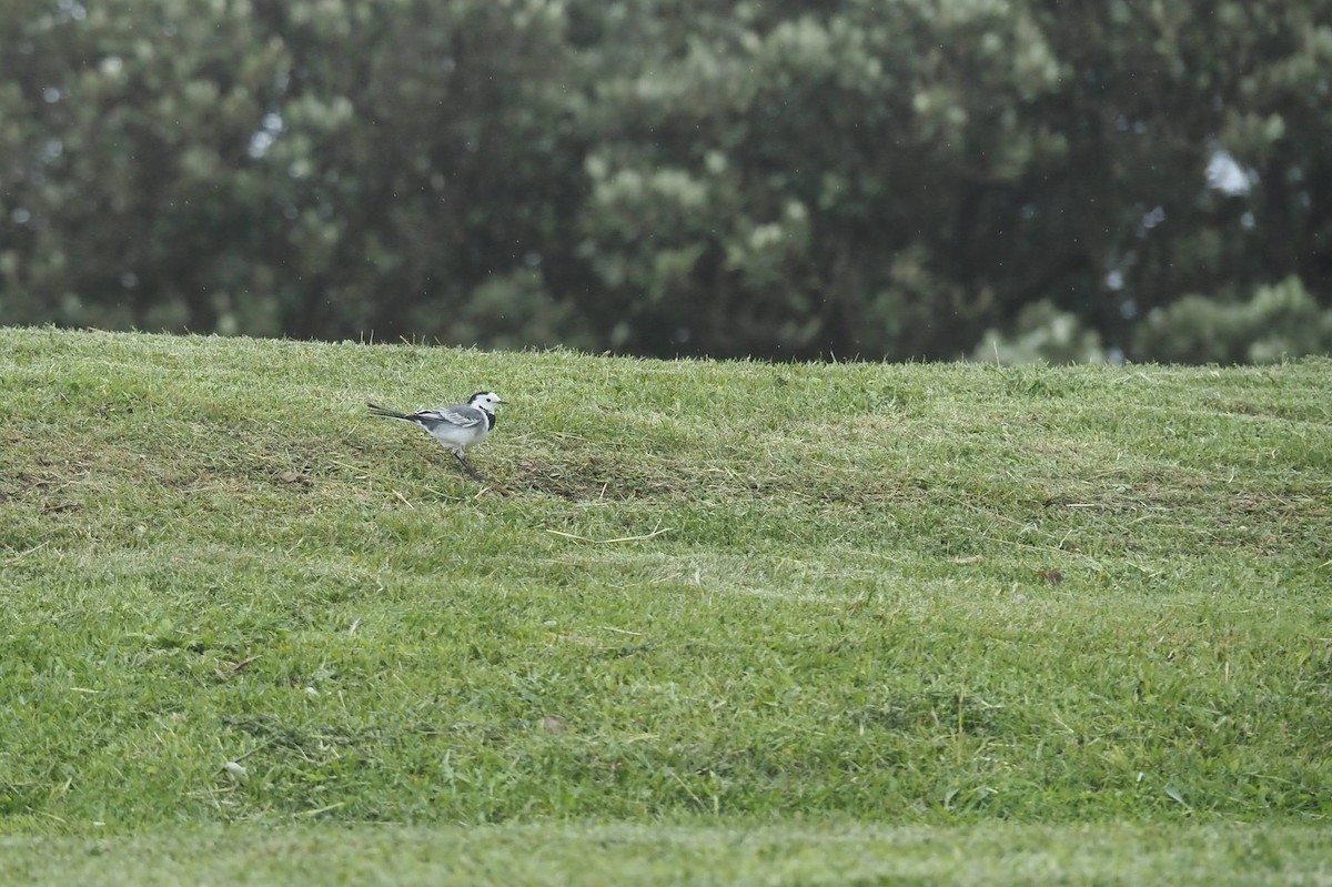 White Wagtail - ML625391756