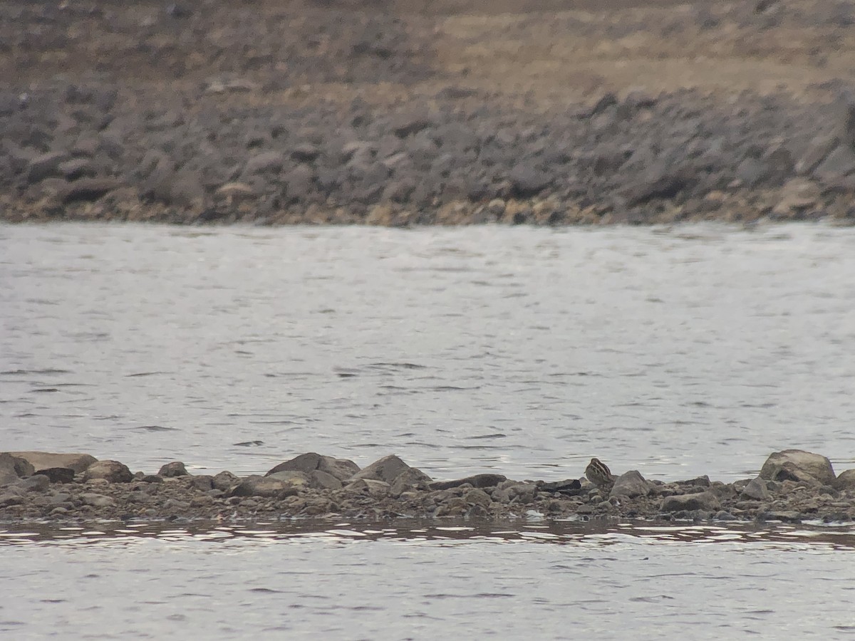 Wilson's Snipe - ML625391774