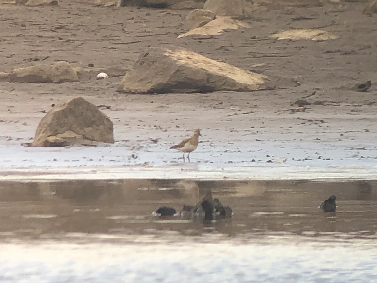 Pectoral Sandpiper - Marshall Iliff