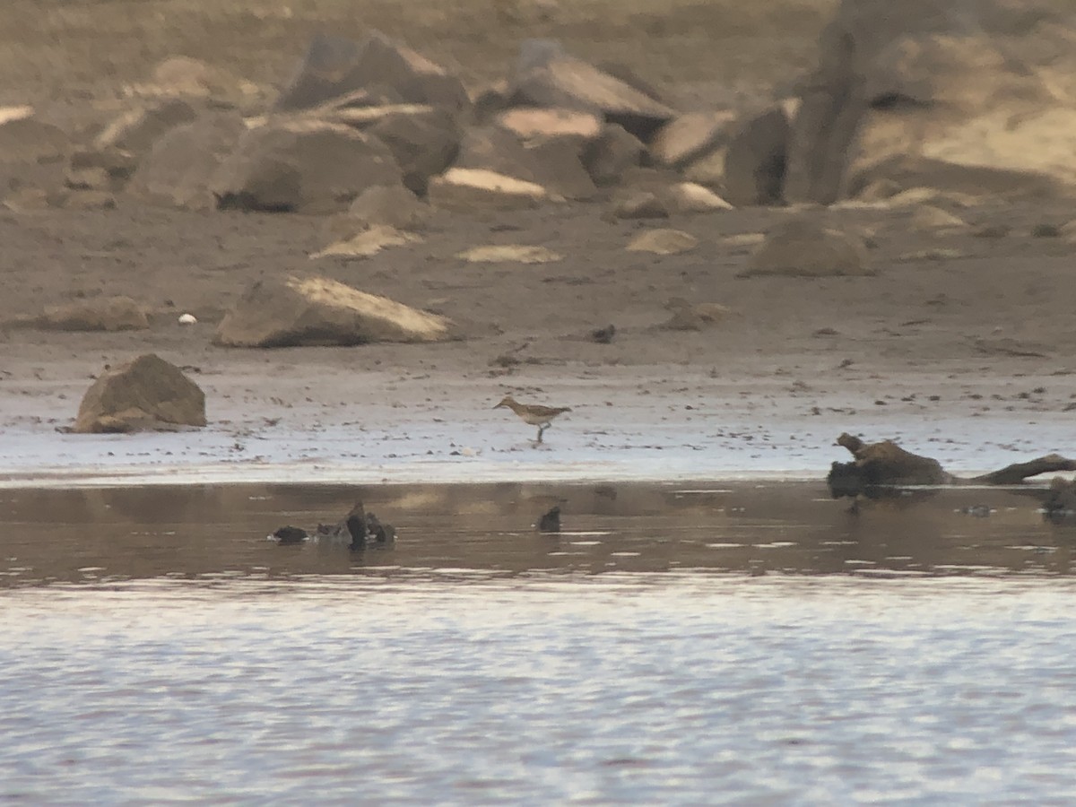 Pectoral Sandpiper - Marshall Iliff