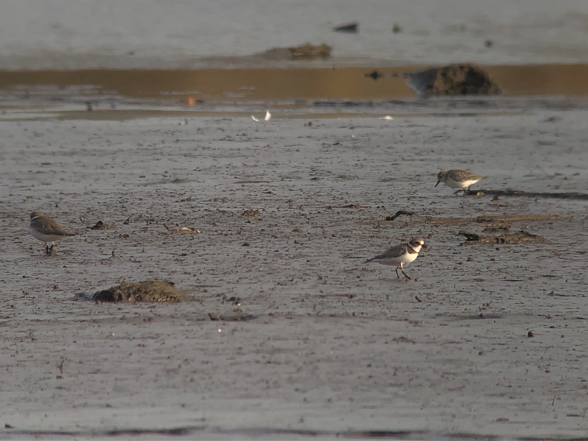 Semipalmated Plover - Marshall Iliff