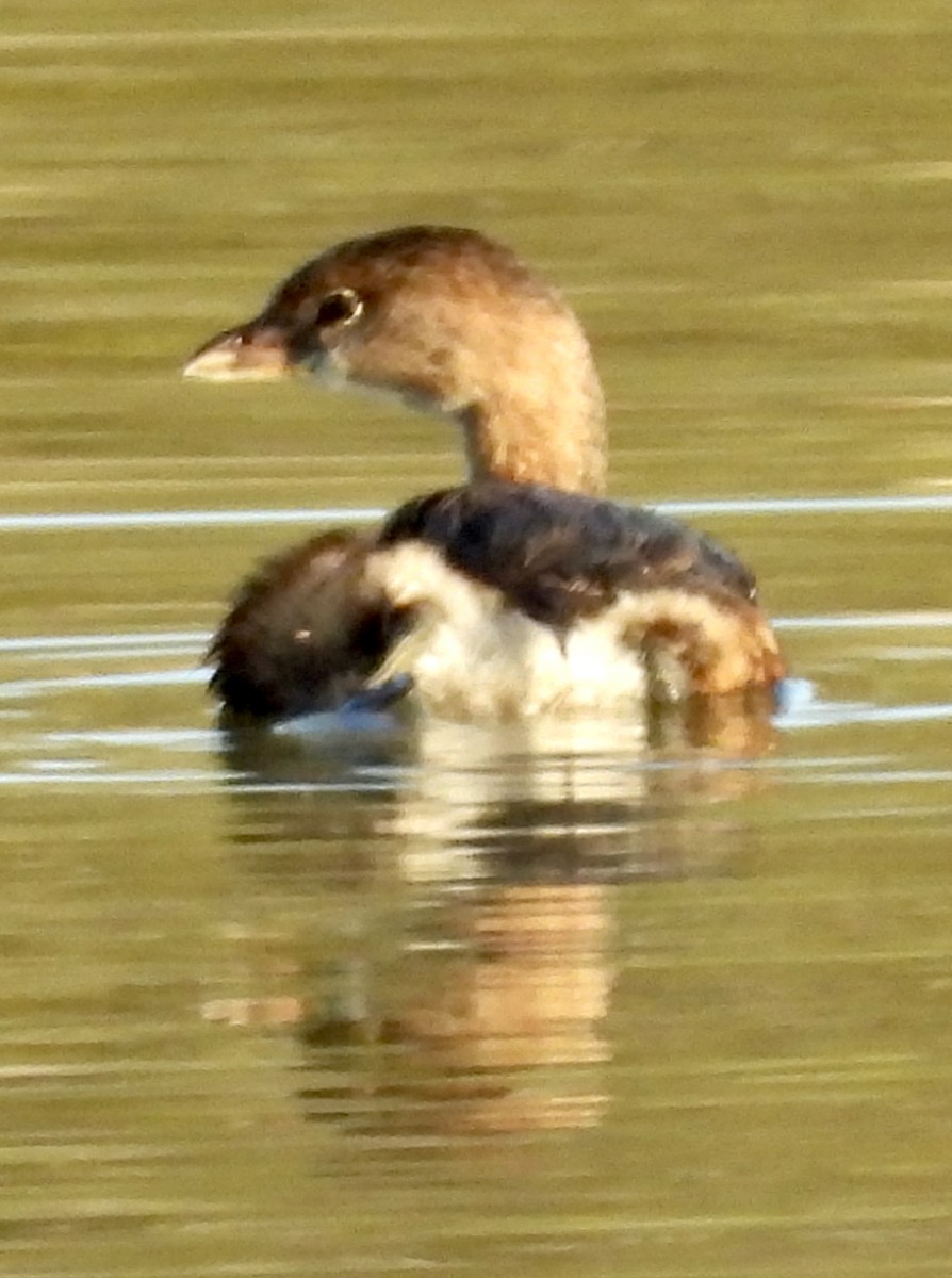 potápka americká - ML625391800