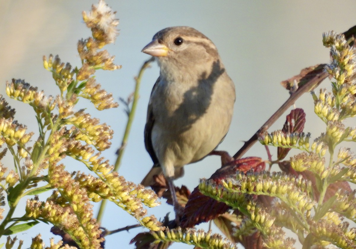 vrabec domácí - ML625391803