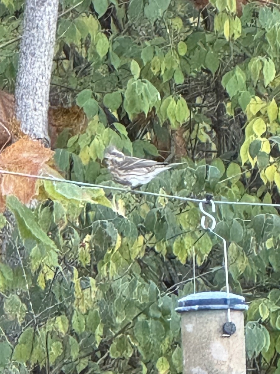 hýl nachový - ML625391807