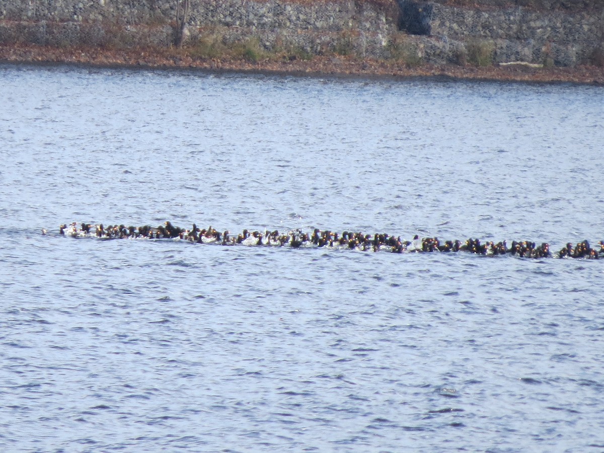 Black Scoter - Benoît Lemay