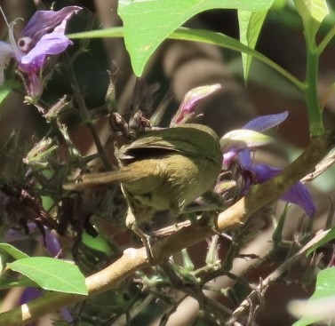 Malagasy Brush-Warbler (Malagasy) - ML625391872