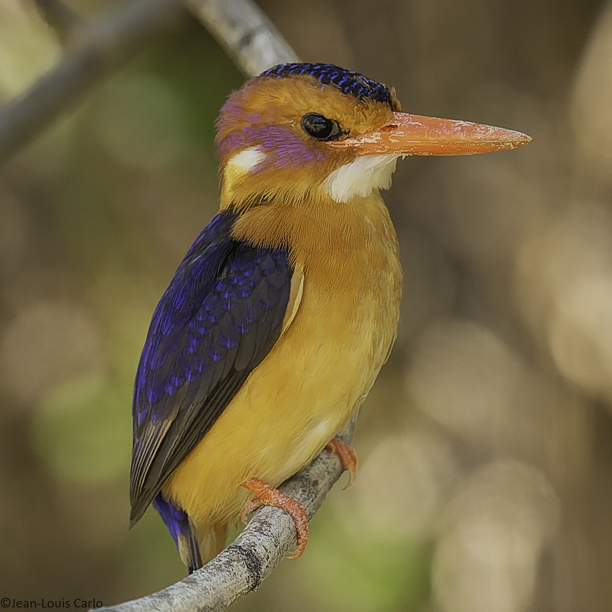 African Pygmy Kingfisher - ML625391928