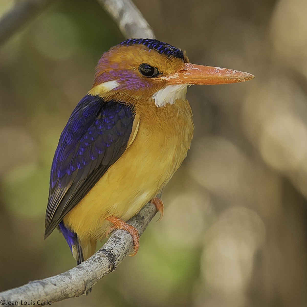 African Pygmy Kingfisher - ML625391929