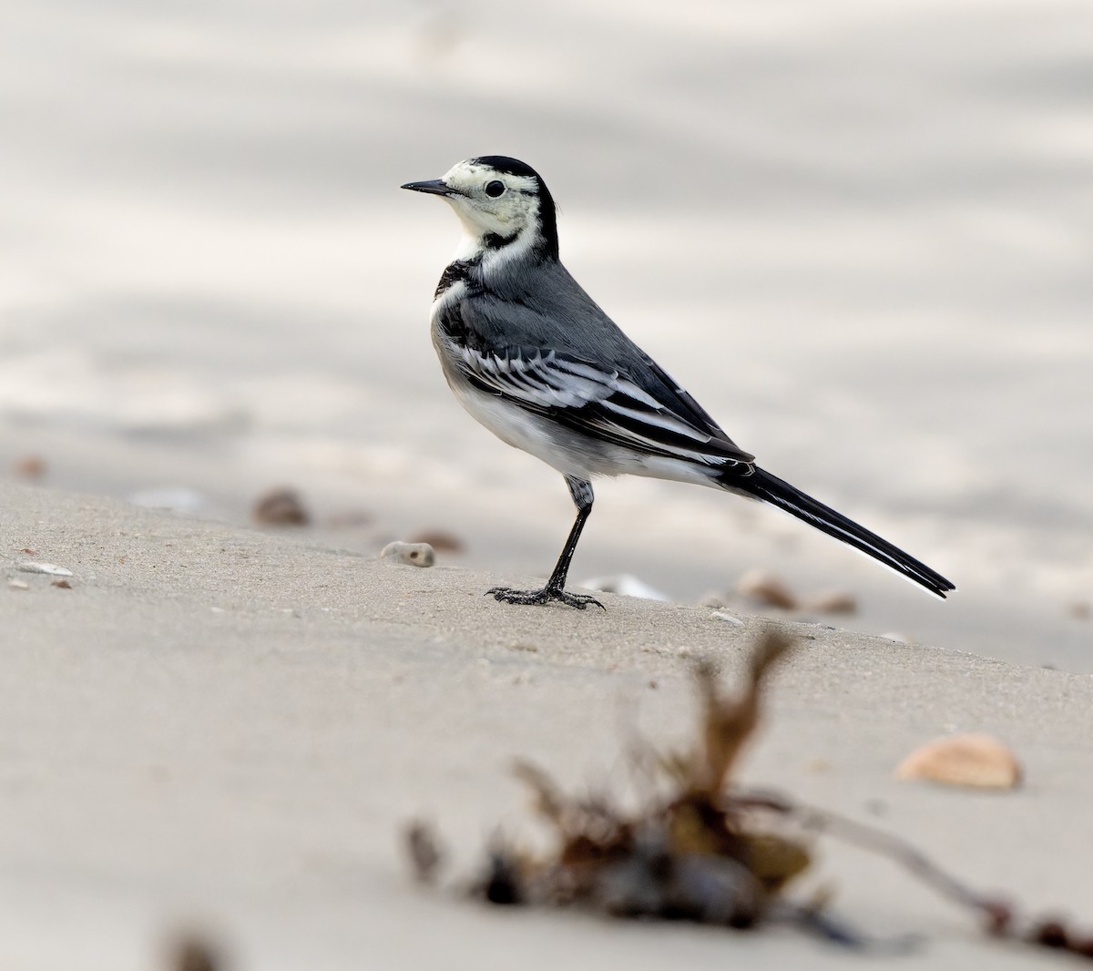 White Wagtail - ML625391969