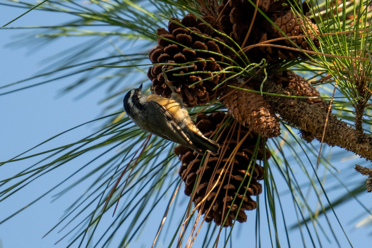 Red-breasted Nuthatch - ML625391970