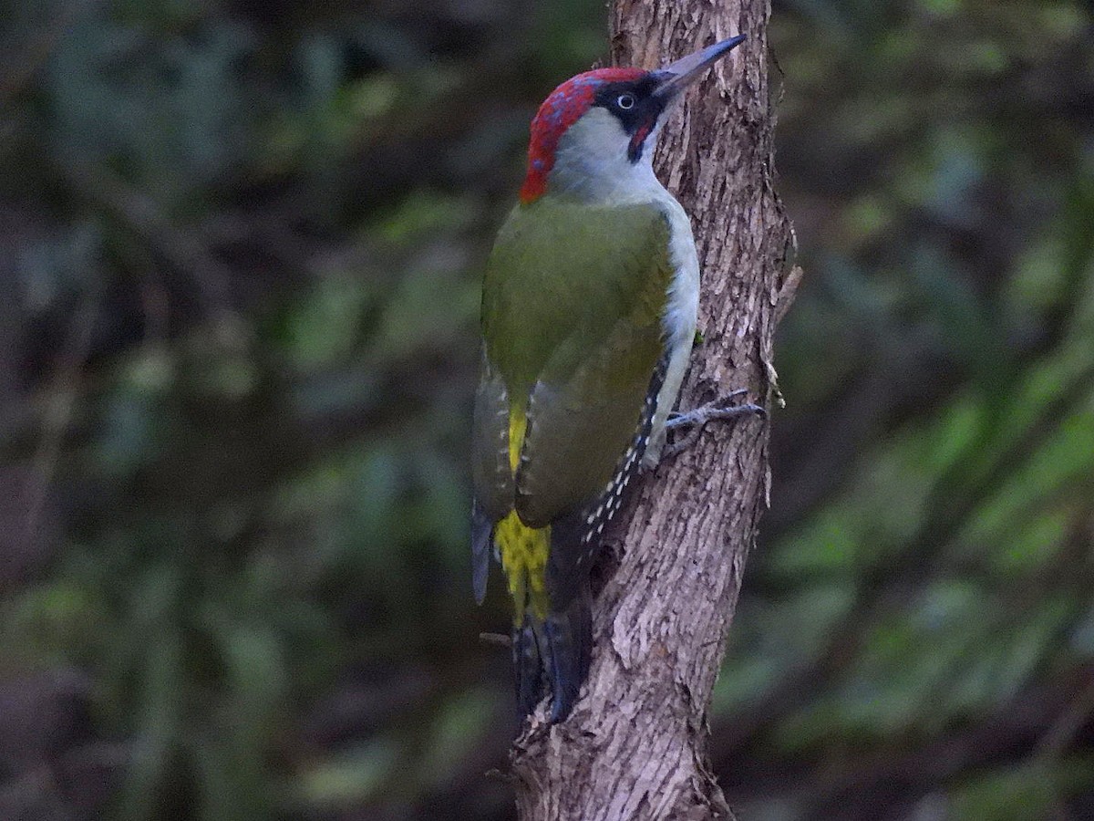 Eurasian Green Woodpecker - ML625392017