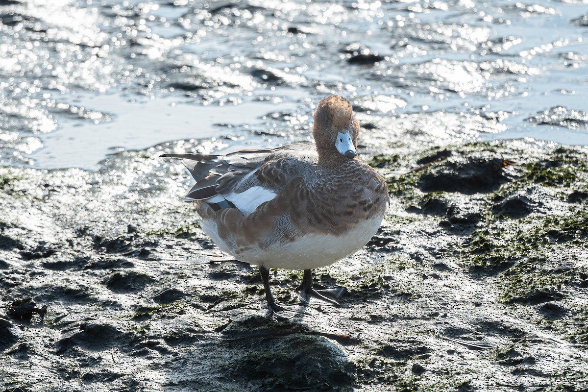 Eurasian Wigeon - Graham Masterson