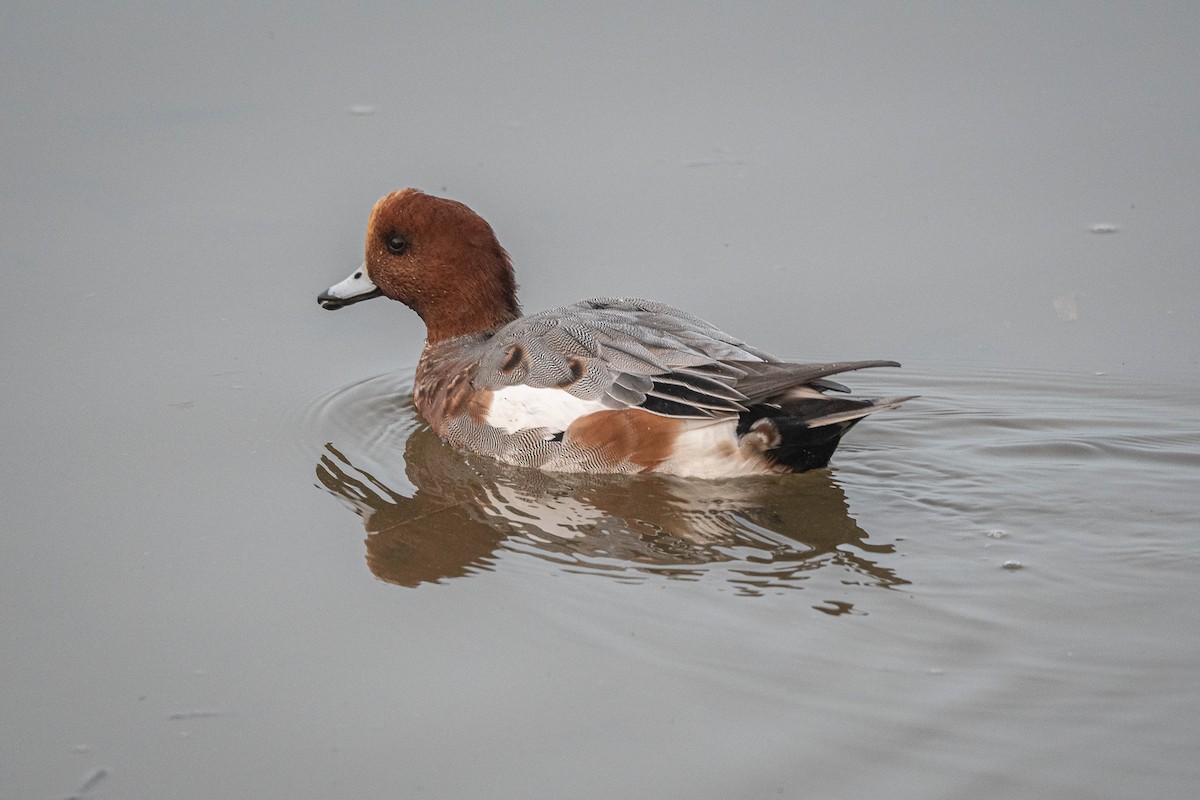 Eurasian Wigeon - ML625392098