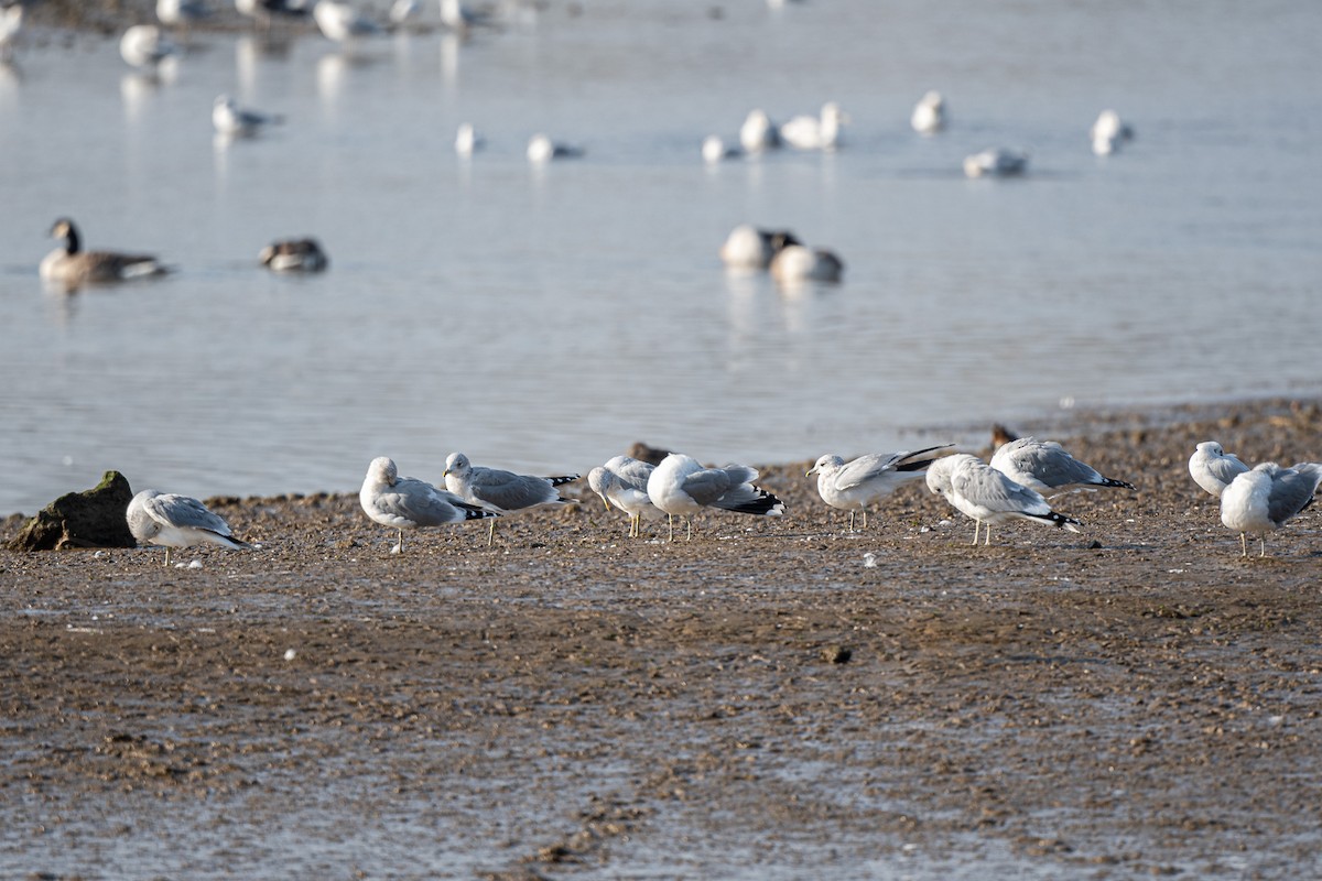 Common Gull (European) - Graham Masterson