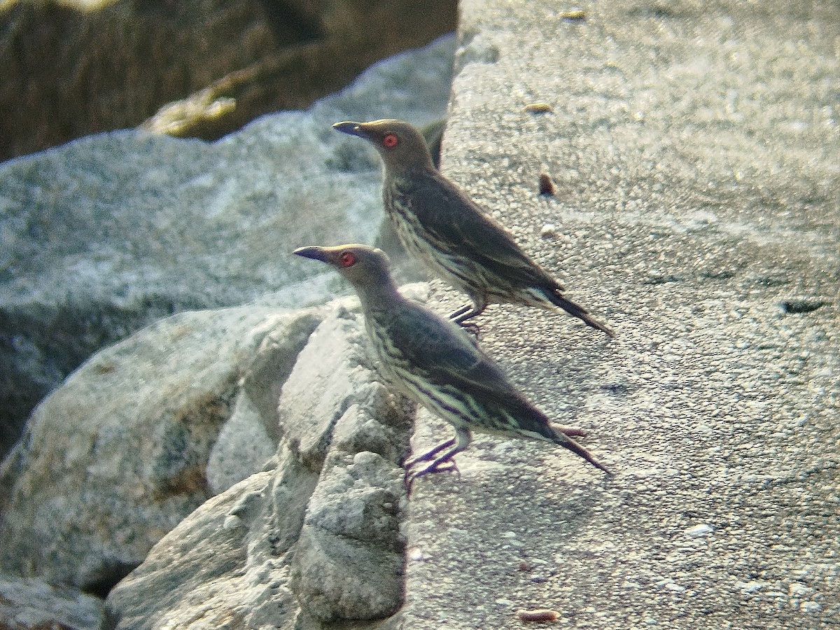 Asian Glossy Starling - ML625392205