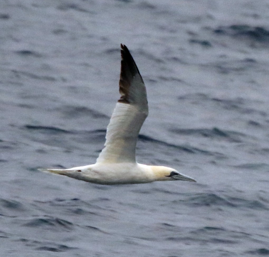 Northern Gannet - ML625392228