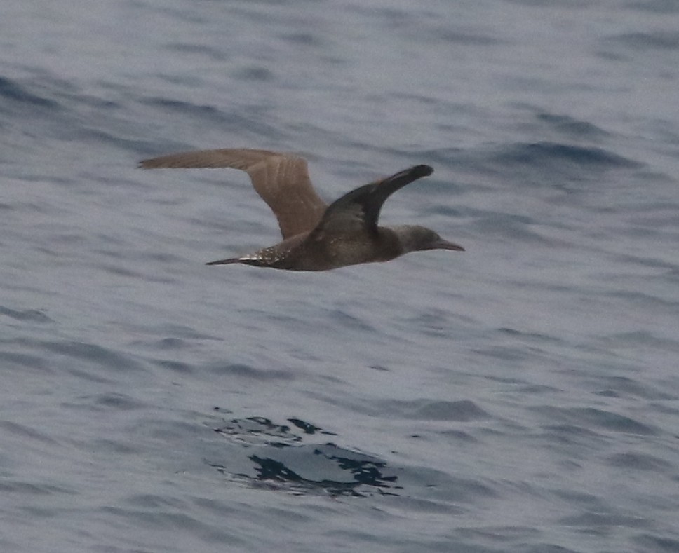 Northern Gannet - ML625392230