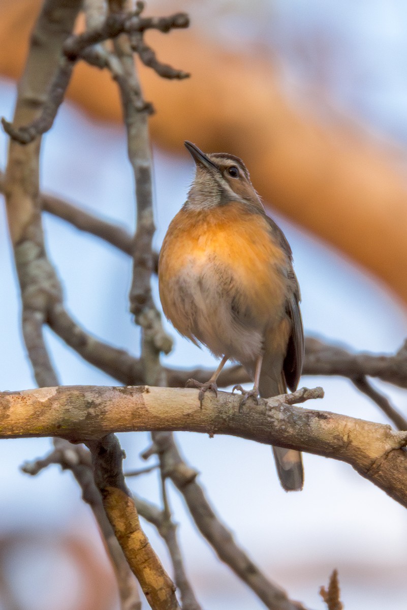 Miombo Scrub-Robin - William Stephens