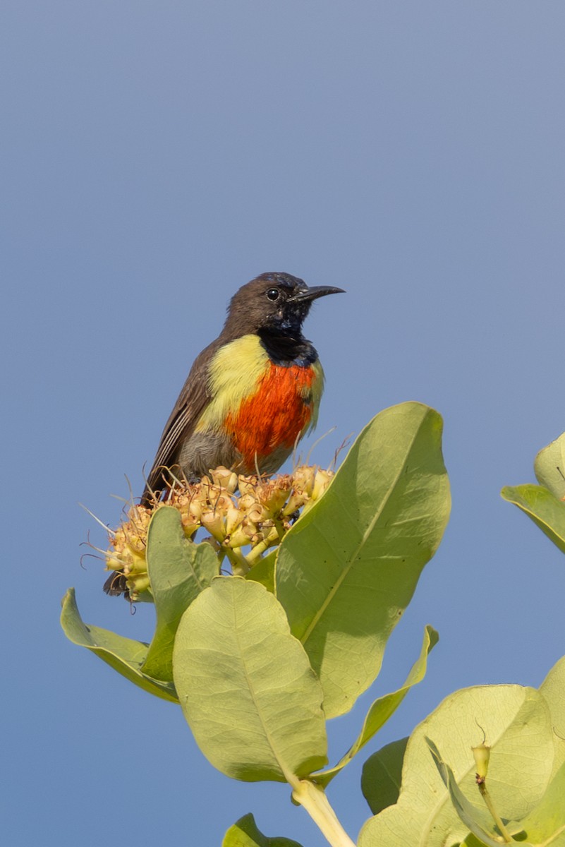 Anchieta's Sunbird - ML625392260