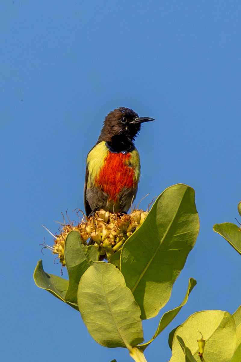 Anchieta's Sunbird - ML625392261
