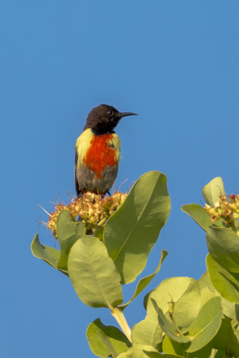 Anchieta's Sunbird - ML625392262