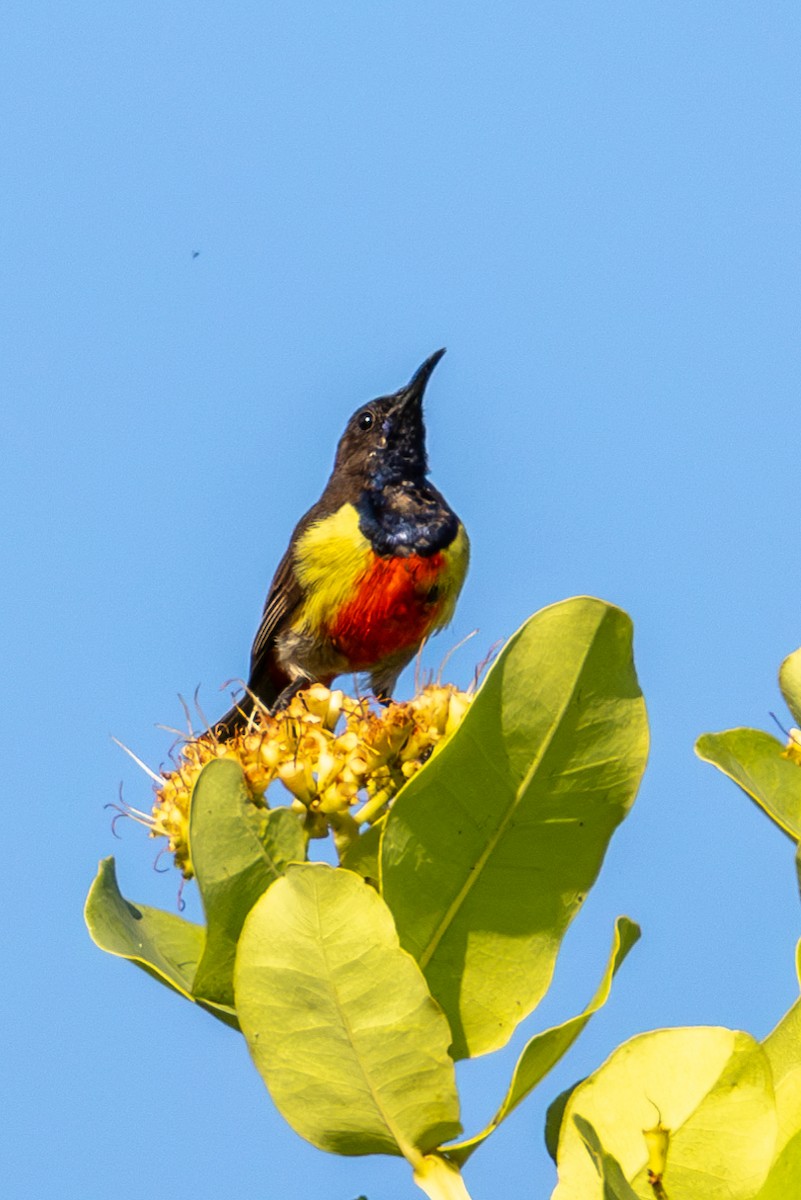 Anchieta's Sunbird - ML625392263