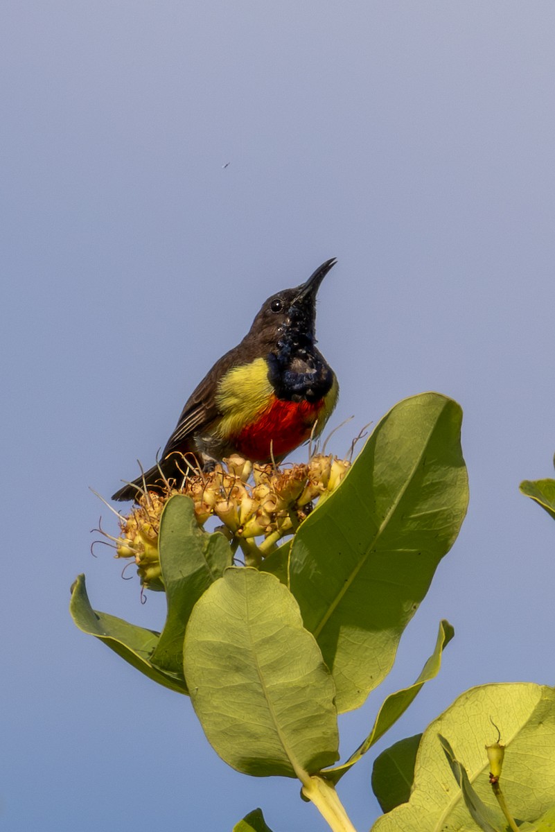 Anchieta's Sunbird - ML625392264