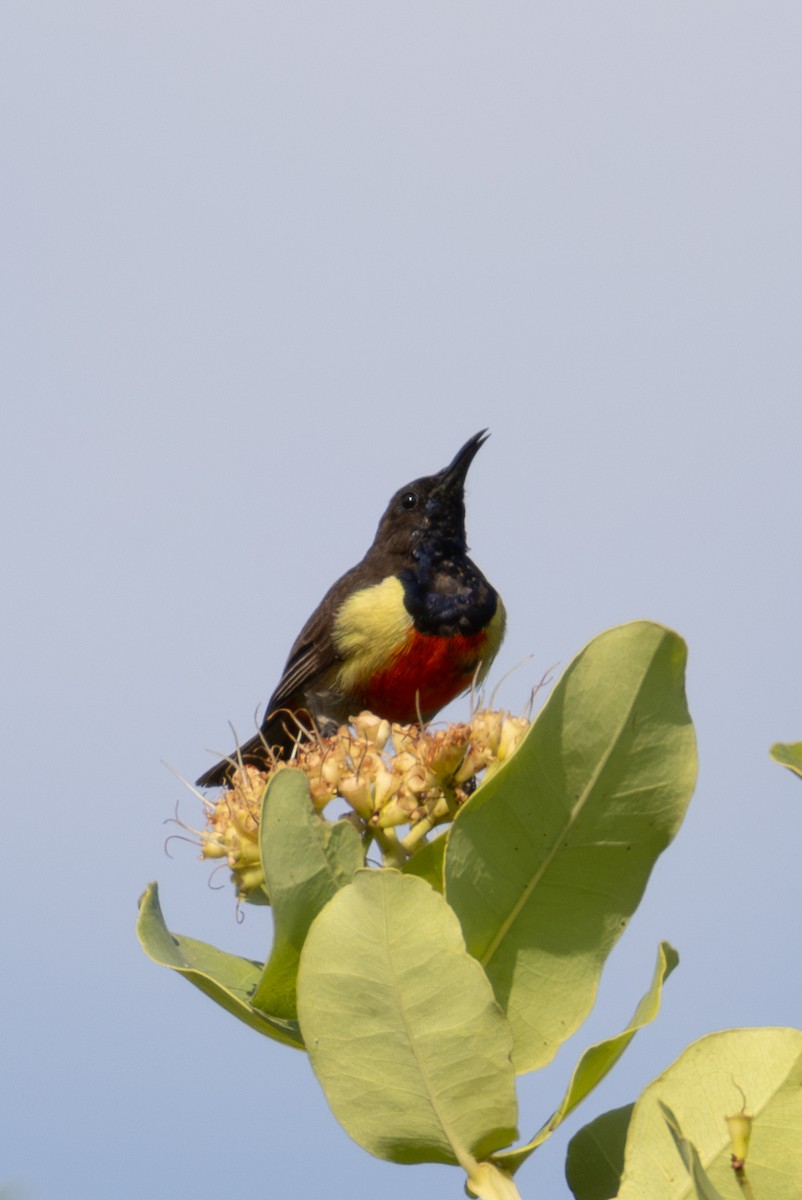 Anchieta's Sunbird - ML625392265