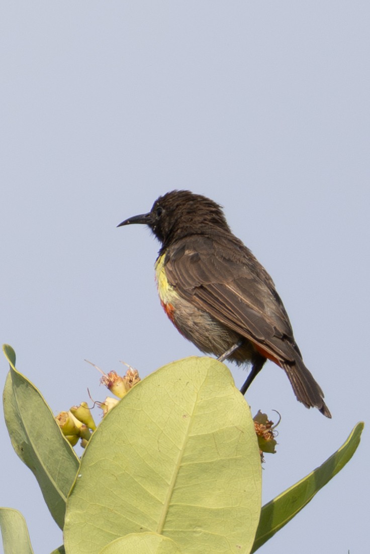 Anchieta's Sunbird - ML625392266